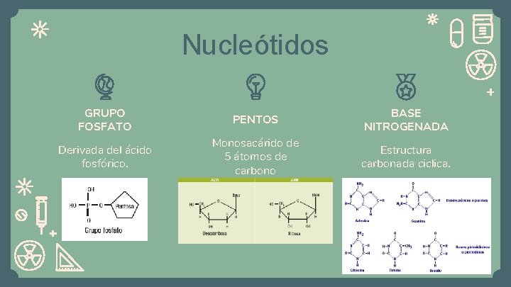 Nucleótidos GRUPO FOSFATO PENTOS BASE NITROGENADA Derivada del ácido fosfórico. Monosacárido de 5 átomos