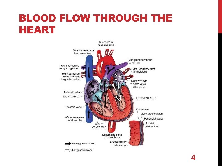 BLOOD FLOW THROUGH THE HEART 4 