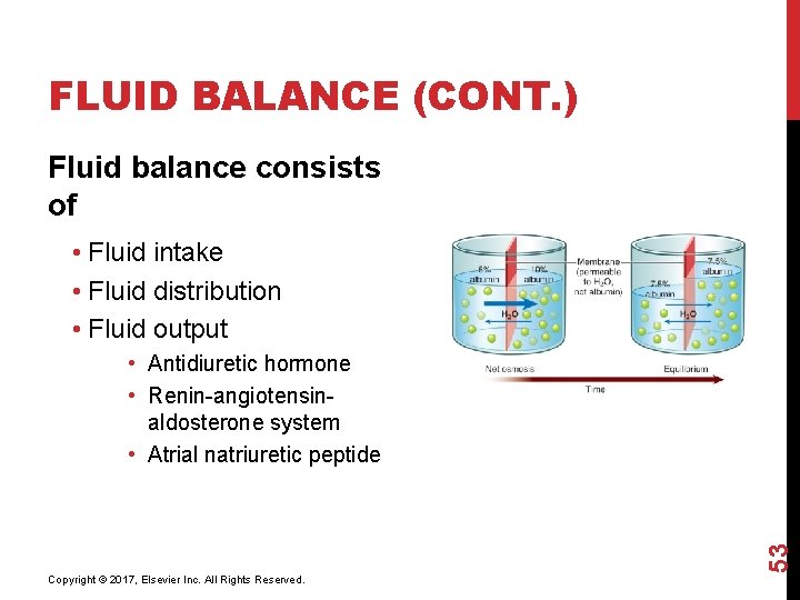 FLUID BALANCE (CONT. ) Fluid balance consists of • Fluid intake • Fluid distribution
