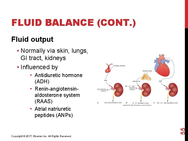 FLUID BALANCE (CONT. ) Fluid output • Normally via skin, lungs, GI tract, kidneys