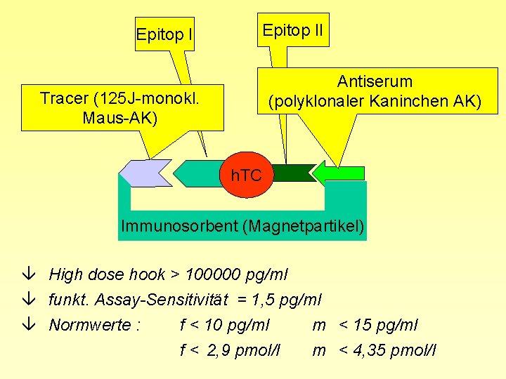 Epitop II Antiserum (polyklonaler Kaninchen AK) Tracer (125 J-monokl. Maus-AK) h. TC Immunosorbent (Magnetpartikel)