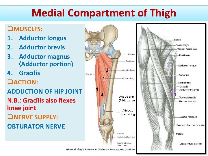 Medial Compartment of Thigh q. MUSCLES: 1. Adductor longus 2. Adductor brevis 3. Adductor Medial Compartment of Thigh q. MUSCLES: 1. Adductor longus 2. Adductor brevis 3. Adductor