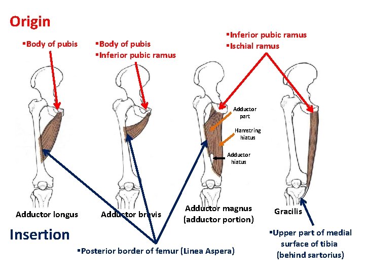 Origin §Body of pubis §Inferior pubic ramus §Ischial ramus Adductor part Hamstring hiatus Adductor Origin §Body of pubis §Inferior pubic ramus §Ischial ramus Adductor part Hamstring hiatus Adductor