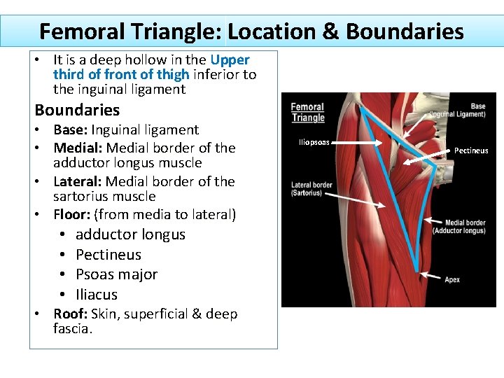 Femoral Triangle: Location & Boundaries • It is a deep hollow in the Upper