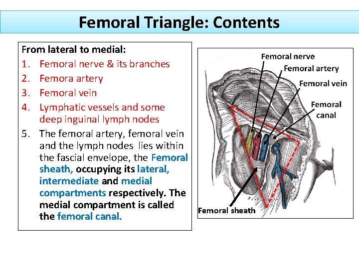 Femoral Triangle: Contents From lateral to medial: 1. Femoral nerve & its branches 2.