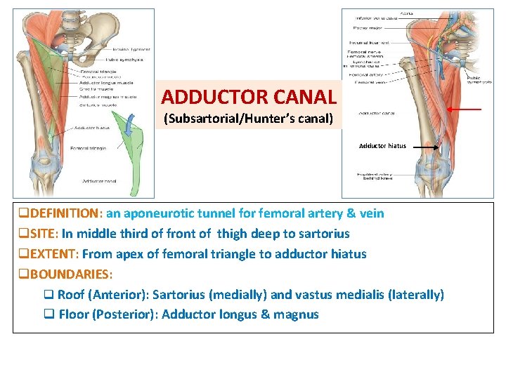 ADDUCTOR CANAL (Subsartorial/Hunter’s canal) Adductor hiatus q. DEFINITION: an aponeurotic tunnel for femoral artery