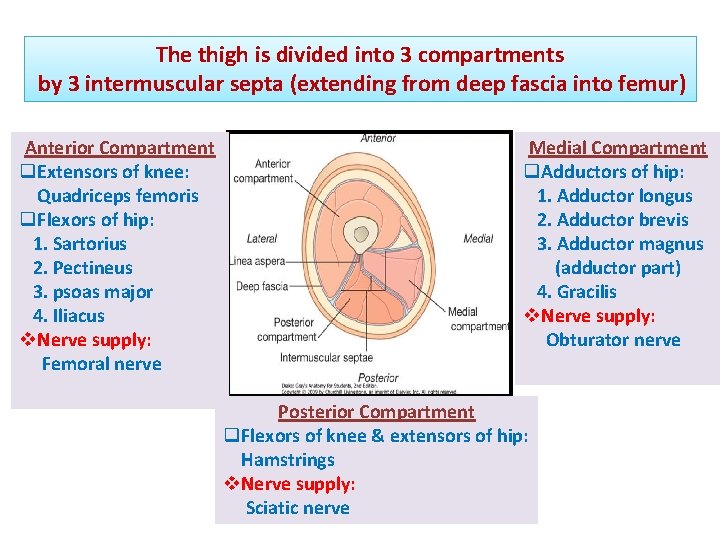 The thigh is divided into 3 compartments by 3 intermuscular septa (extending from deep