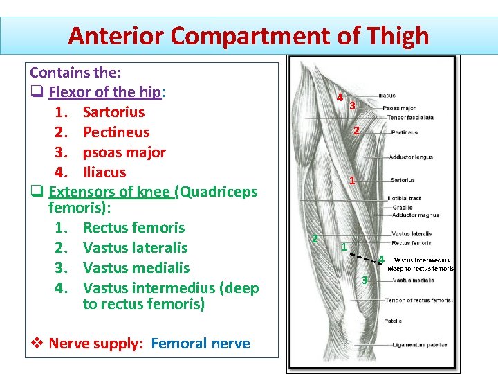 Anterior Compartment of Thigh Contains the: q Flexor of the hip: 1. Sartorius 2. Anterior Compartment of Thigh Contains the: q Flexor of the hip: 1. Sartorius 2.