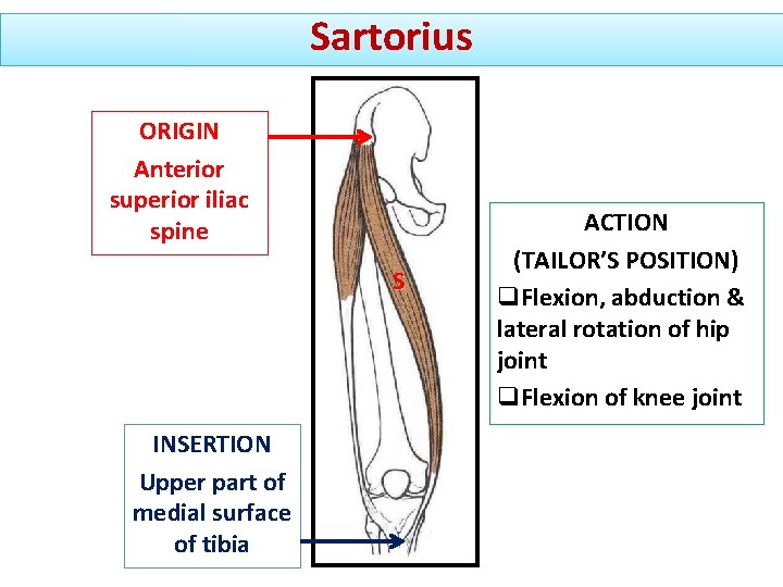 Sartorius ORIGIN Anterior superior iliac spine S INSERTION Upper part of medial surface of Sartorius ORIGIN Anterior superior iliac spine S INSERTION Upper part of medial surface of