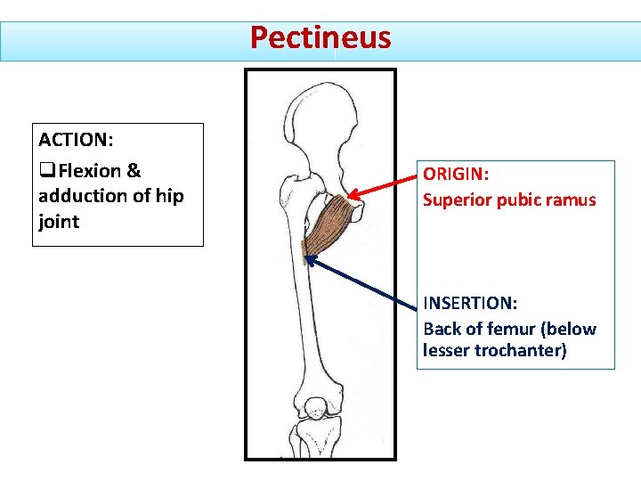 ANTERIOR MEDIAL COMPARTMENTS OF THIGH Dr Ahmed Fathalla