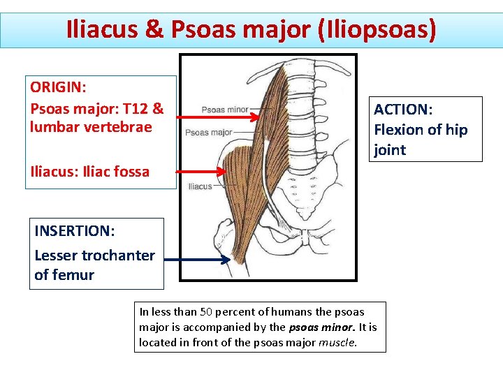 Iliacus & Psoas major (Iliopsoas) ORIGIN: Psoas major: T 12 & lumbar vertebrae ACTION: