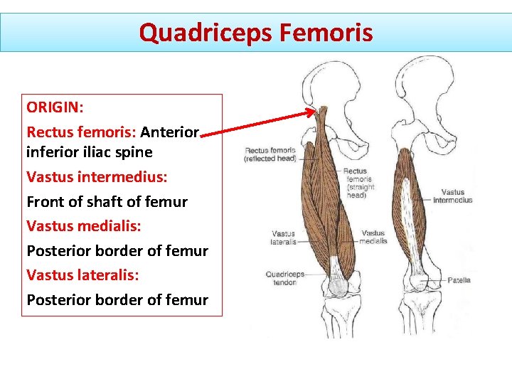 Quadriceps Femoris ORIGIN: Rectus femoris: Anterior inferior iliac spine Vastus intermedius: Front of shaft