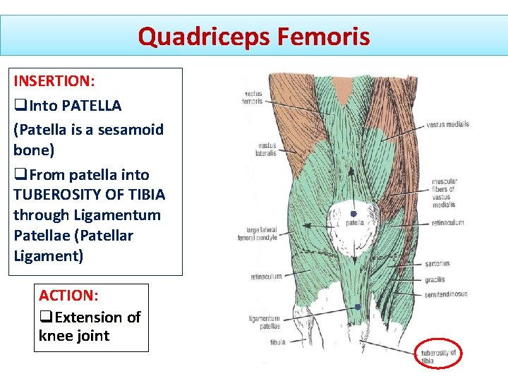 Quadriceps Femoris INSERTION: q. Into PATELLA (Patella is a sesamoid bone) q. From patella