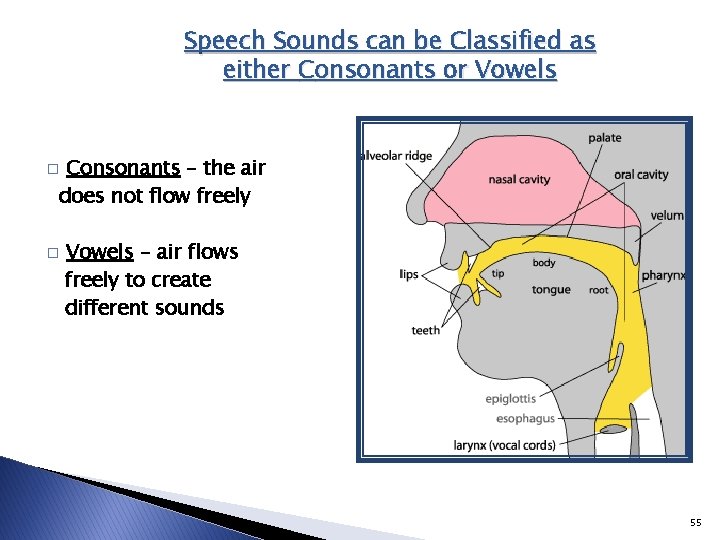 Speech Sounds can be Classified as either Consonants or Vowels Consonants – the air Speech Sounds can be Classified as either Consonants or Vowels Consonants – the air