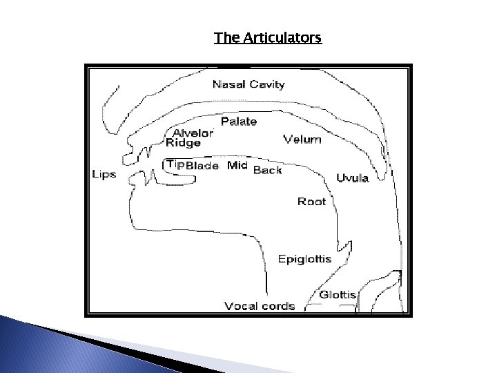 The Articulators The Articulators
