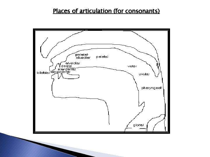 Places of articulation (for consonants) Places of articulation (for consonants)