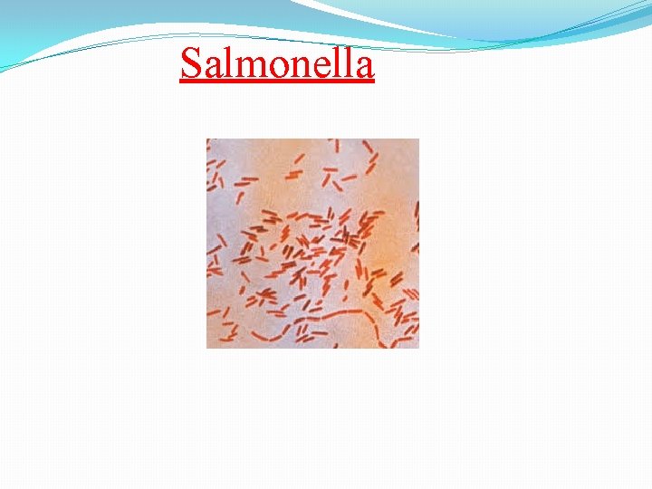 Salmonella Salmonella