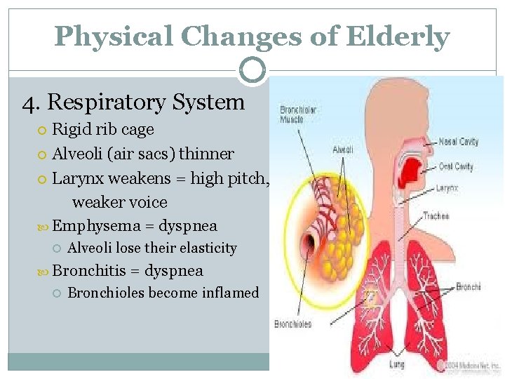 Physical Changes of Elderly 4. Respiratory System Rigid rib cage Alveoli (air sacs) thinner