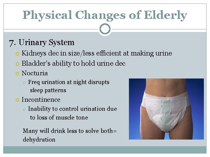 Physical Changes of Elderly 7. Urinary System Kidneys dec in size/less efficient at making