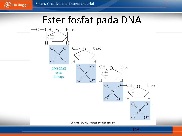 Ester fosfat pada DNA 106 
