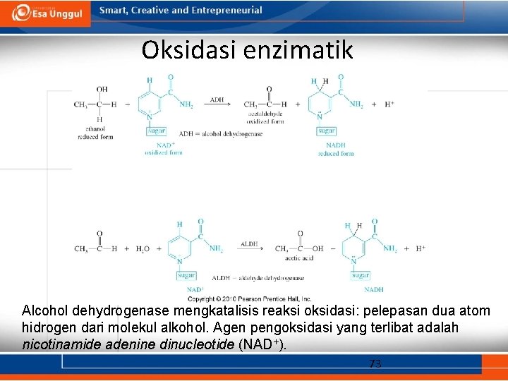 Oksidasi enzimatik Alcohol dehydrogenase mengkatalisis reaksi oksidasi: pelepasan dua atom hidrogen dari molekul alkohol.