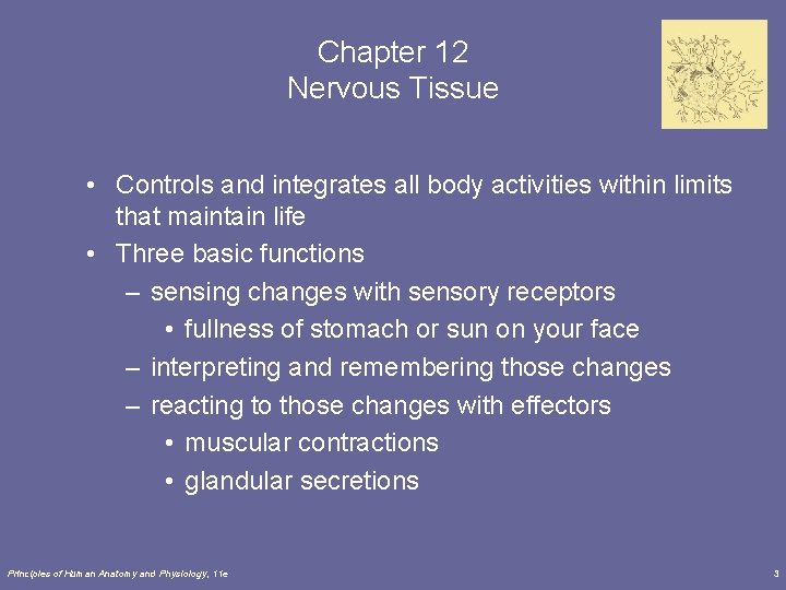 Chapter 12 Nervous Tissue Lecture Outline 1 INTRODUCTION