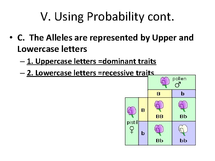 V. Using Probability cont. • C. The Alleles are represented by Upper and Lowercase