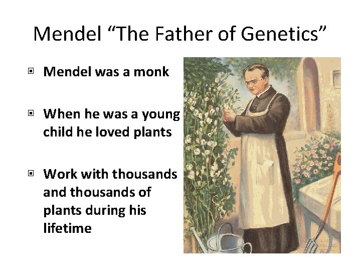 Mendel “The Father of Genetics” ▣ Mendel was a monk ▣ When he was