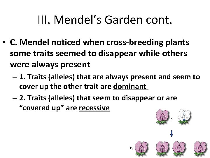 III. Mendel’s Garden cont. • C. Mendel noticed when cross-breeding plants some traits seemed