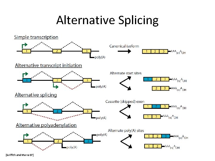 Alternative Splicing [Griffith and Marra 07] 