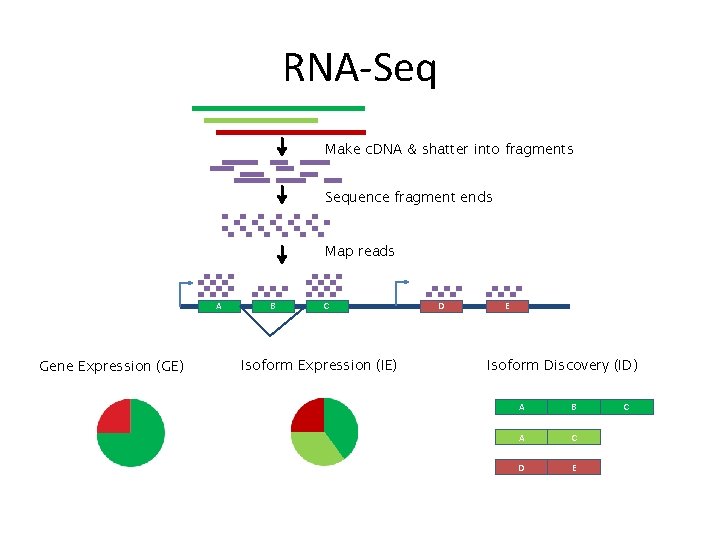 RNA-Seq Make c. DNA & shatter into fragments Sequence fragment ends Map reads A