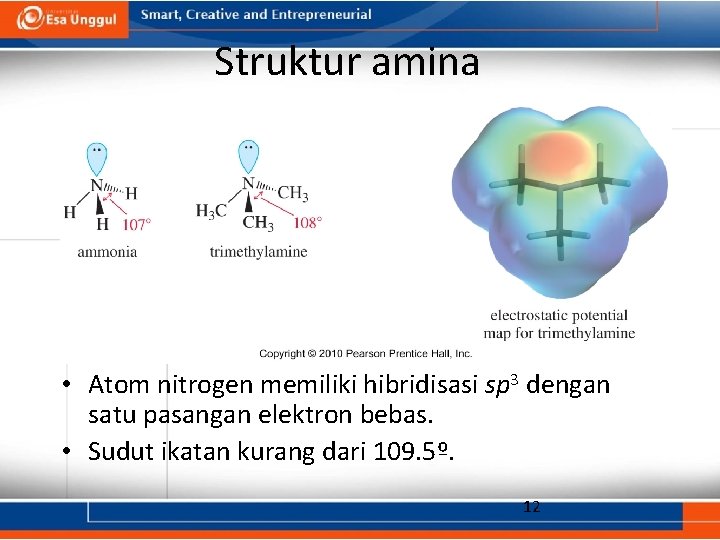 Struktur amina • Atom nitrogen memiliki hibridisasi sp 3 dengan satu pasangan elektron bebas.