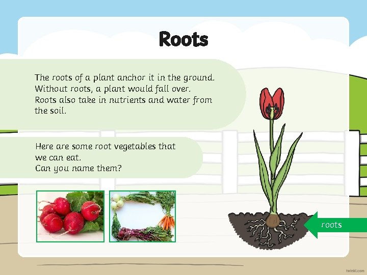 Roots The roots of a plant anchor it in the ground. Without roots, a