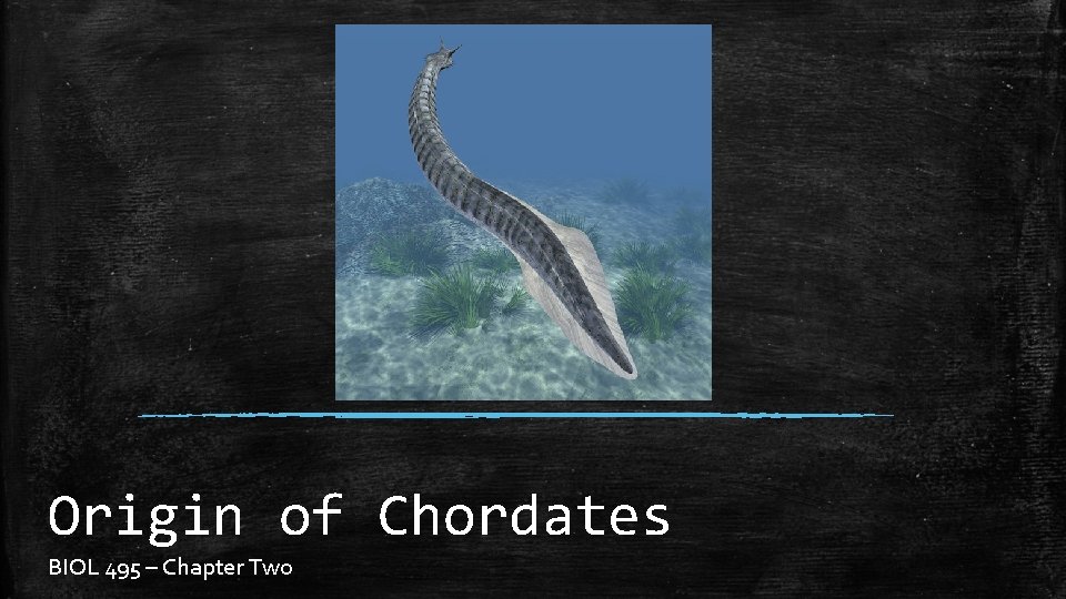 Origin of Chordates BIOL 495 – Chapter Two 
