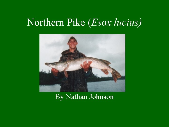 Northern Pike (Esox lucius) By Nathan Johnson 