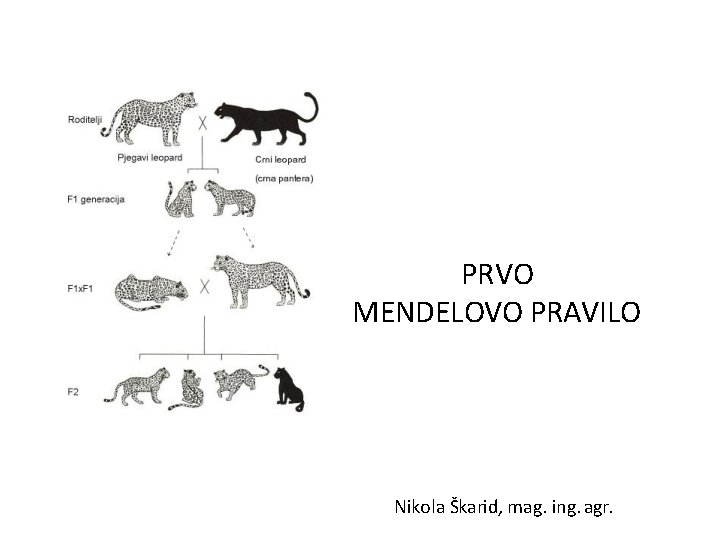 PRVO MENDELOVO PRAVILO Nikola Škarid, mag. ing. agr. PRVO MENDELOVO PRAVILO Nikola Škarid, mag. ing. agr.