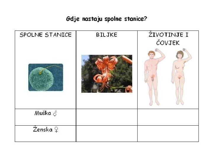 spermij jajna stanica prašnik - pelud sjemenici tučak – plodnica jajnici spermij jajna stanica prašnik - pelud sjemenici tučak – plodnica jajnici