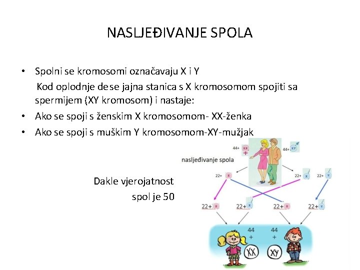 NASLJEĐIVANJE SPOLA • Spolni se kromosomi označavaju X i Y Kod oplodnje de se NASLJEĐIVANJE SPOLA • Spolni se kromosomi označavaju X i Y Kod oplodnje de se