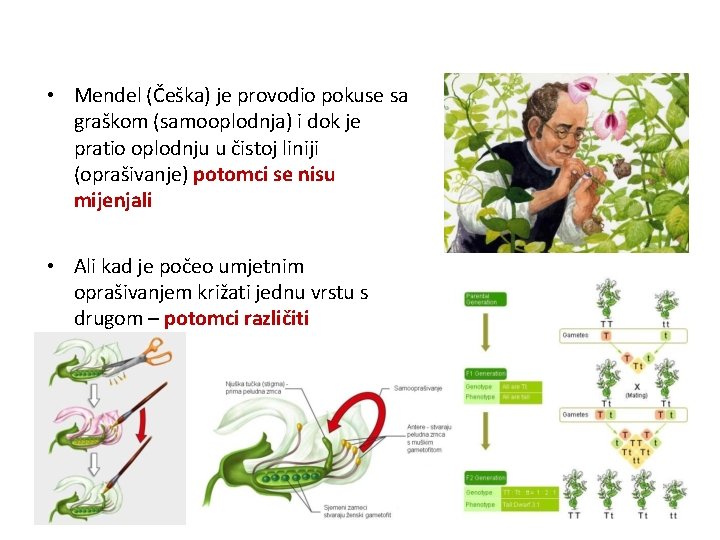 • Mendel (Češka) je provodio pokuse sa graškom (samooplodnja) i dok je pratio • Mendel (Češka) je provodio pokuse sa graškom (samooplodnja) i dok je pratio