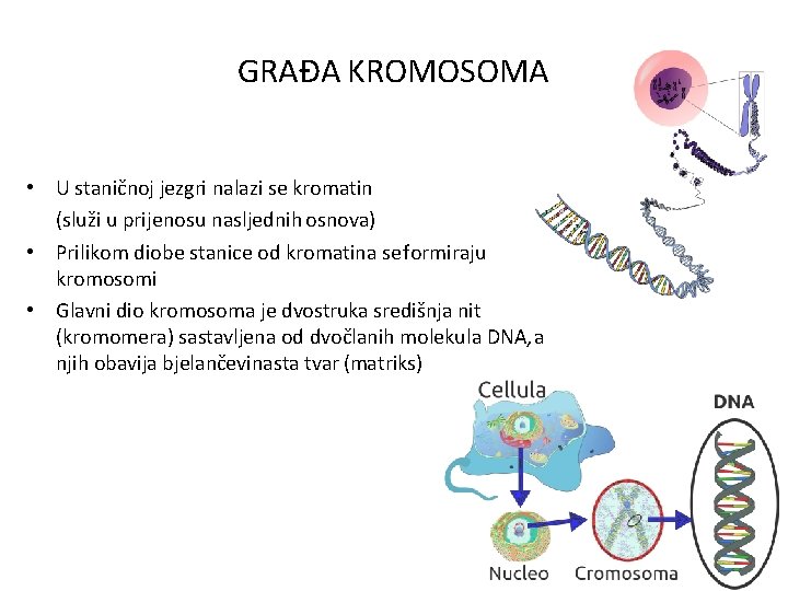GRAĐA KROMOSOMA • U staničnoj jezgri nalazi se kromatin (služi u prijenosu nasljednih osnova) GRAĐA KROMOSOMA • U staničnoj jezgri nalazi se kromatin (služi u prijenosu nasljednih osnova)