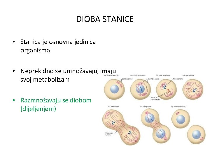 DIOBA STANICE • Stanica je osnovna jedinica organizma • Neprekidno se umnožavaju, imaju svoj DIOBA STANICE • Stanica je osnovna jedinica organizma • Neprekidno se umnožavaju, imaju svoj