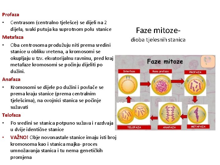 Profaza • Centrasom (centralno tjelešce) se dijeli na 2 dijela, svaki putuja ka suprotnom Profaza • Centrasom (centralno tjelešce) se dijeli na 2 dijela, svaki putuja ka suprotnom