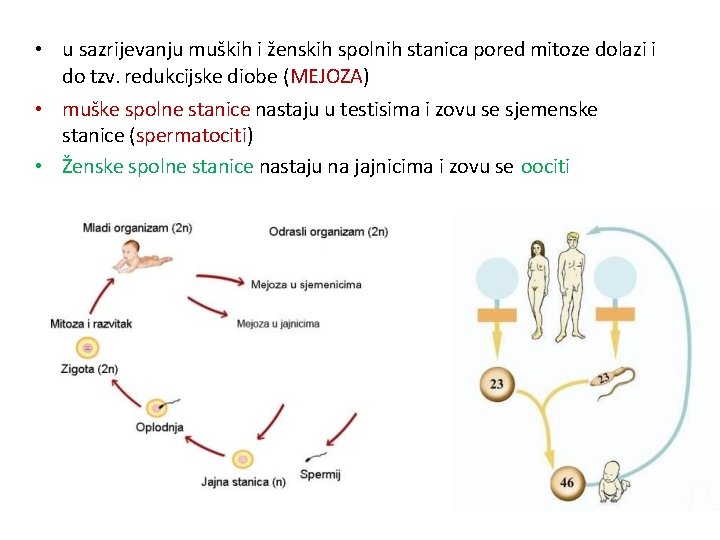 • u sazrijevanju muških i ženskih spolnih stanica pored mitoze dolazi i do • u sazrijevanju muških i ženskih spolnih stanica pored mitoze dolazi i do