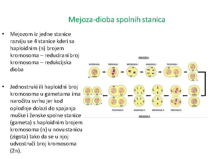 Mejoza-dioba spolnih stanica • Mejozom iz jedne stanice razviju se 4 stanice kderi sa Mejoza-dioba spolnih stanica • Mejozom iz jedne stanice razviju se 4 stanice kderi sa