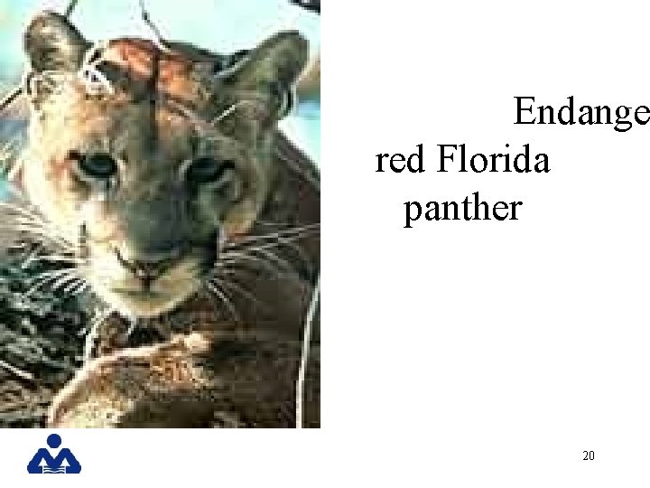 Endange red Florida panther 20 
