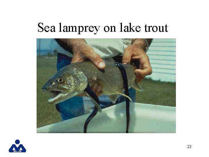 Sea lamprey on lake trout 23 