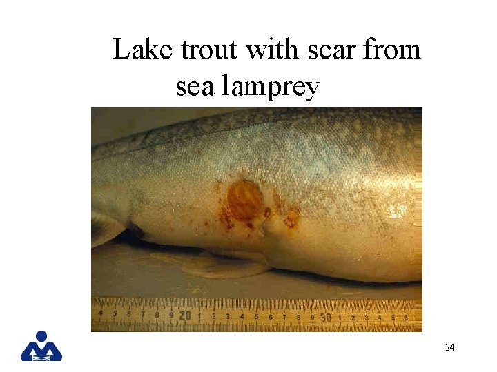 Lake trout with scar from sea lamprey 24 