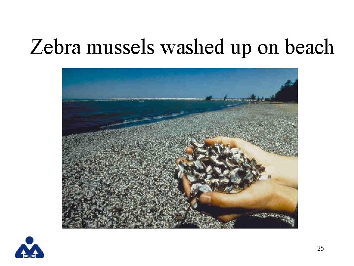 Zebra mussels washed up on beach 25 