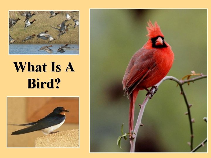 What Is A Bird? 