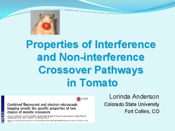 Properties of Interference and Non-interference Crossover Pathways in Tomato Lorinda Anderson Colorado State University